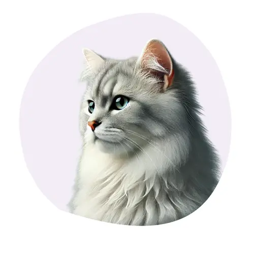 Asian Longhair